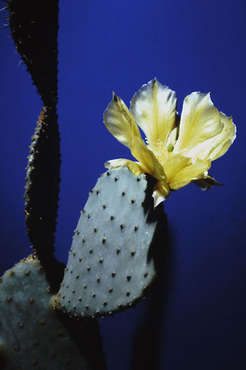 big yellow blossom