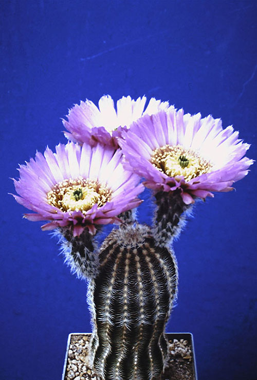 three light pink blossoms