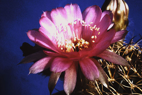 huge pink blossom