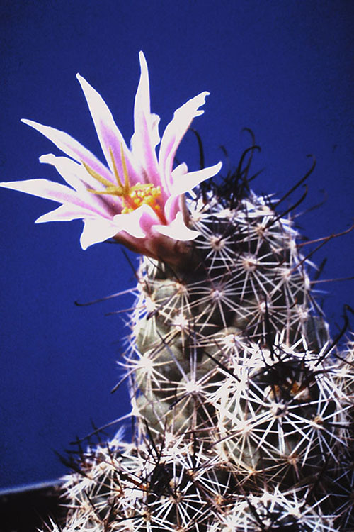 big light pink blossom