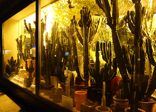 cactus shop in the dark