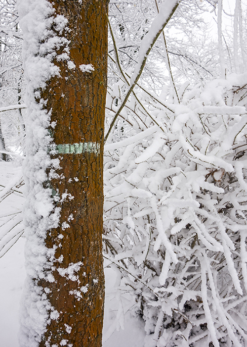 snow on a tree