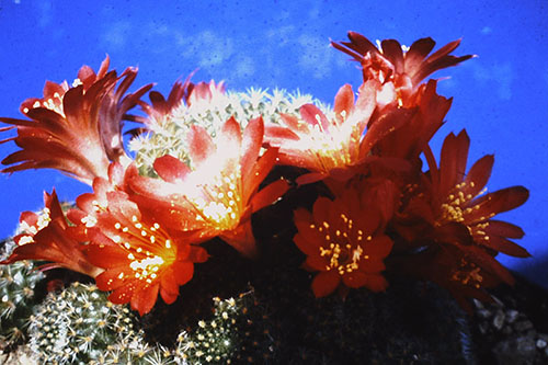 beautiful cactus blossom